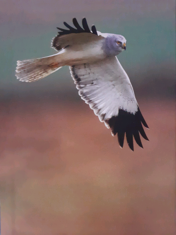 The Birds Of Caithness, breeding and wintering atlas.