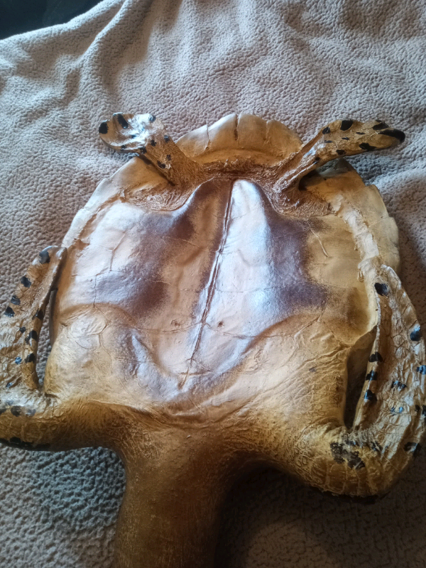 Large Resin Turtle realistic 