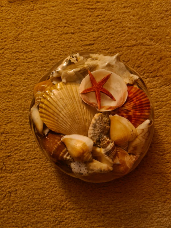 image for Brand New Basket of Shells