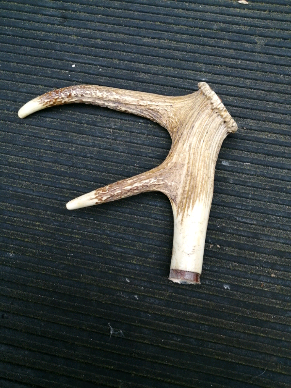 Antlers