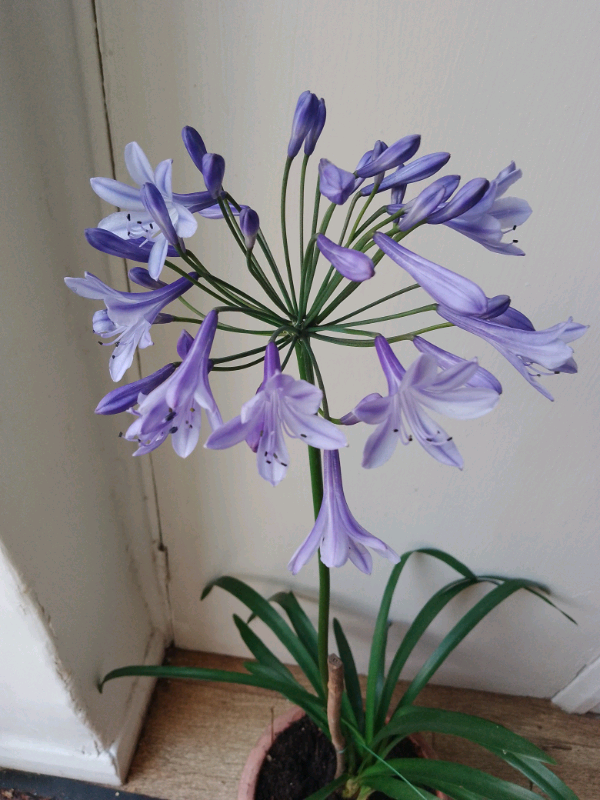 Agapanthus. Blue £2  each to clear
