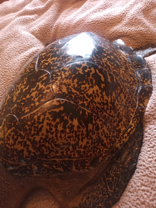 Large Resin Turtle realistic 