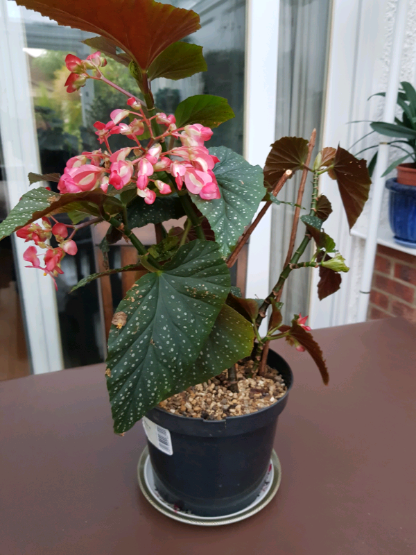 image for  Begonia Indoor Plant 