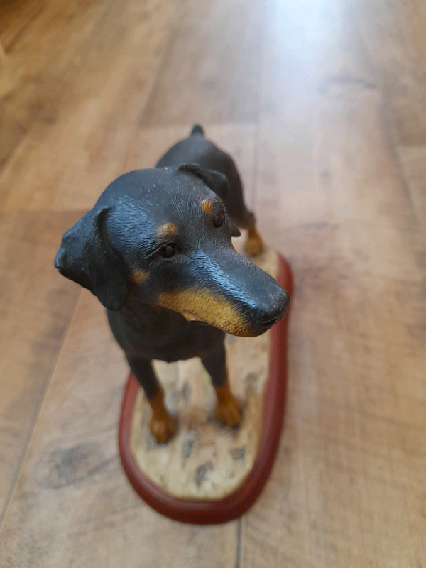 Doberman dog standing A3036