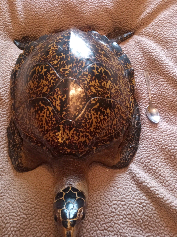 Large Resin Turtle realistic 