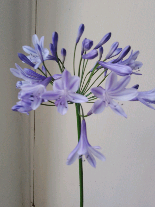 Agapanthus. Blue £2  each to clear