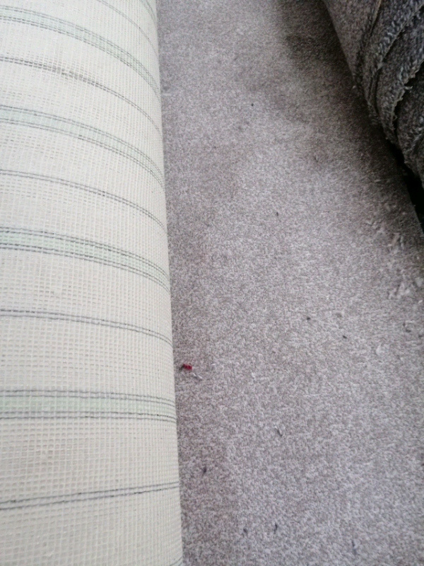 ⭐ CARPETS TO CLEAR AT £3.99 SQ YD 10 ROLLS TO CLEAR ⭐