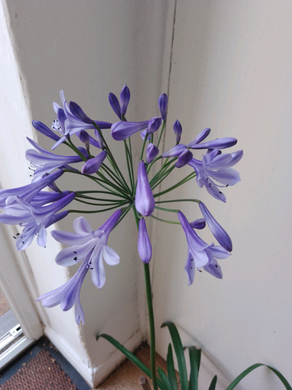 image for Agapanthus. Blue £2  each to clear
