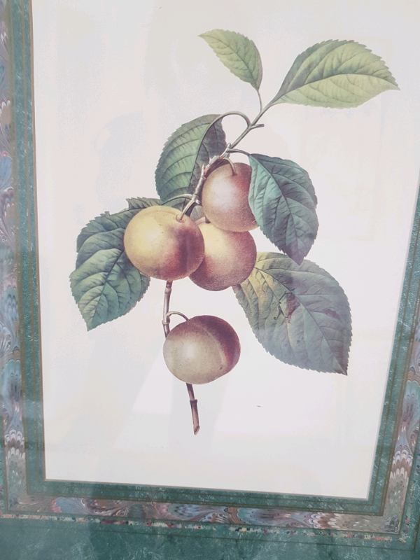 Large pair of framed antique prints of fruit