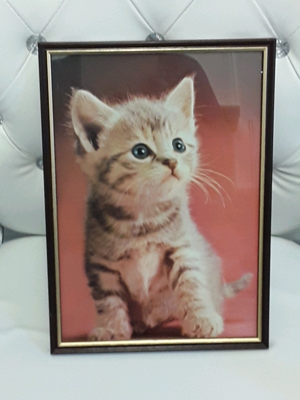 image for CAT/KITTEN FRAMED PICTURE