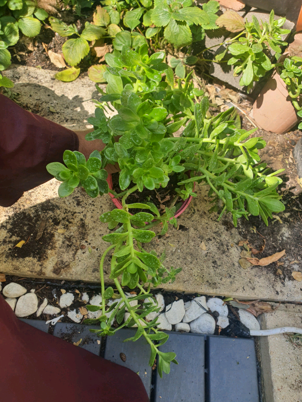SUCCULENT Sedum kimnackii - Hardy Succulent Rockery, never dies not ev