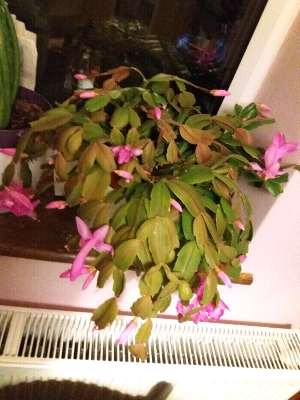 image for C.Max Cactus and Indoor healthy Plants 