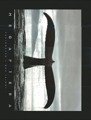 MEGAPTERA WALL ART PHOTOGRAPH 1987 by BOB TALBOT - 25.5x34.5