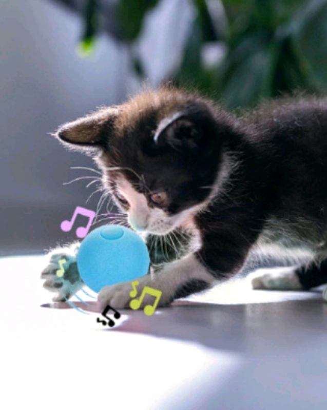 cat toys