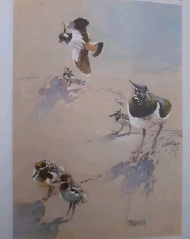  The Lapwing, book