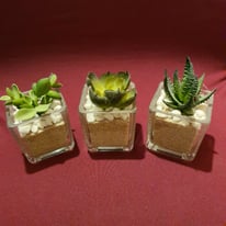 image for 3 x Fake Succulents in Glass Pot