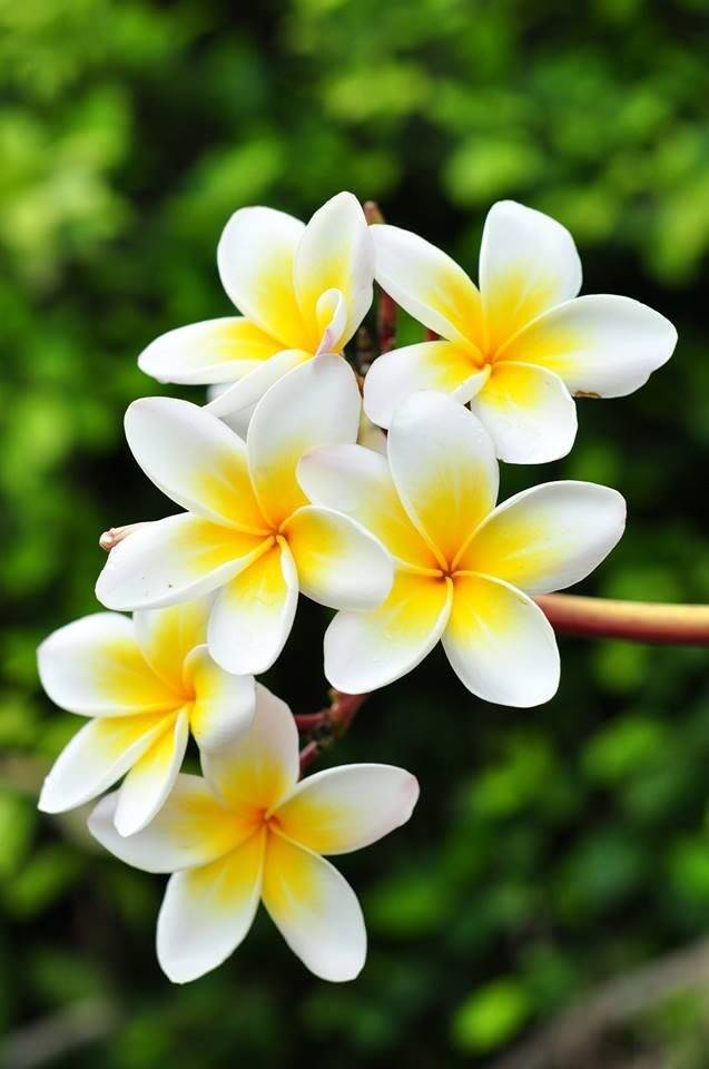 image for Diamond Thai Massage