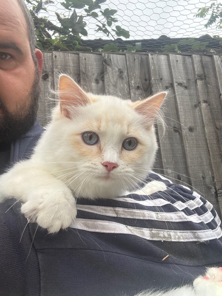Ragdoll kittens/adults available 