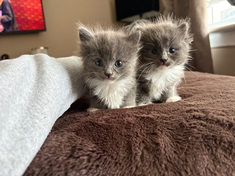 Beautiful Russian blue x British shorthair kittens 