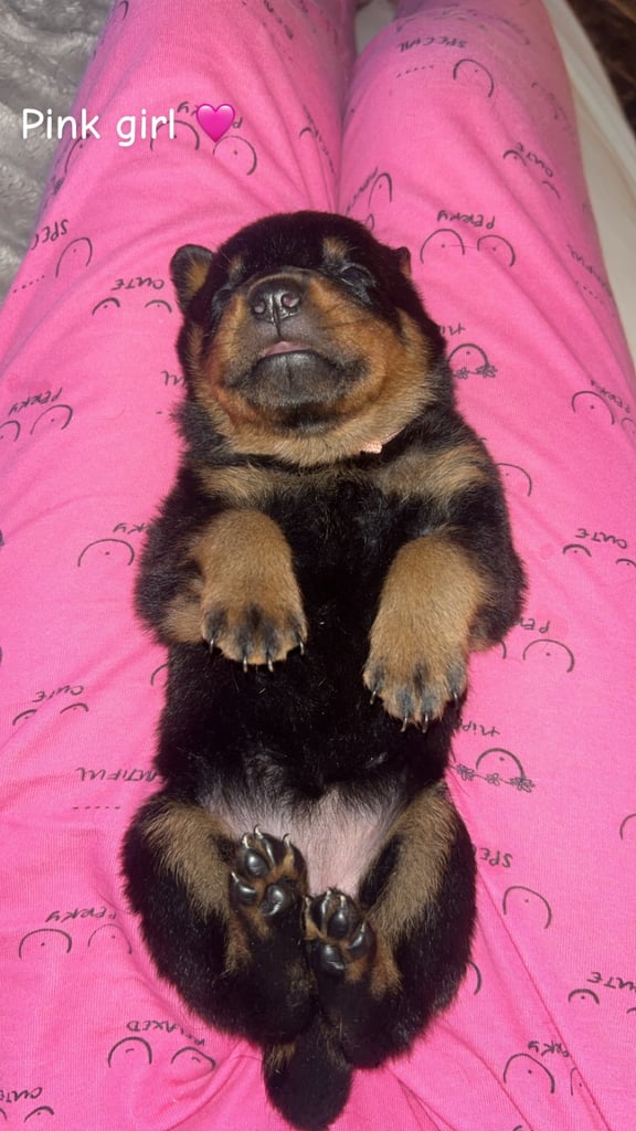 Beautiful Rottweiler pups