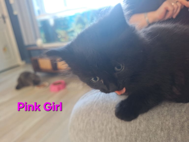 ** ALL RESERVED **5 fluffy black kittens with hints of grey