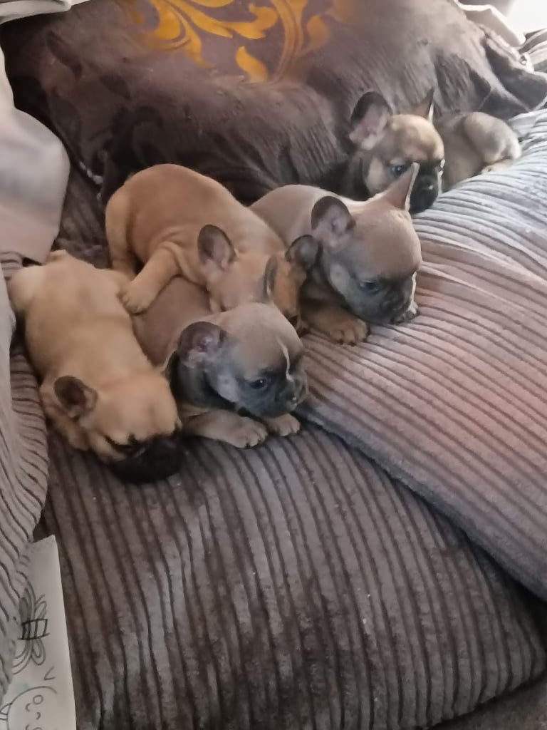 image for French bulldog 