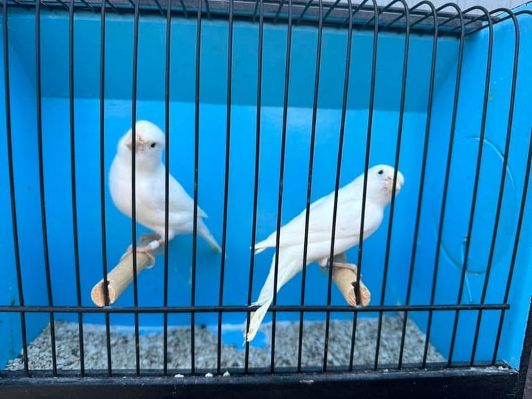 Colour canaries birds 