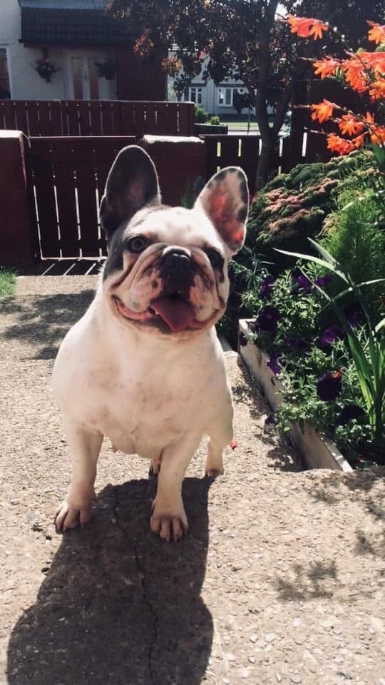 Minibull bulldog puppies 