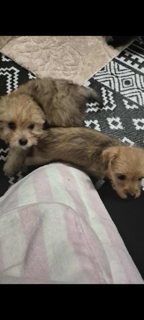 Jack russell/Pomeranian 