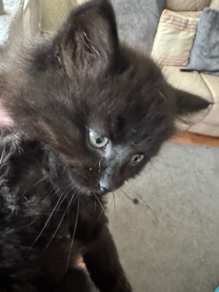 Black Fluffy Kitten
