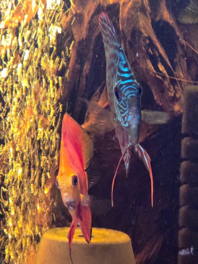 tropical fish, discus, red pleco, endlers guppies ,