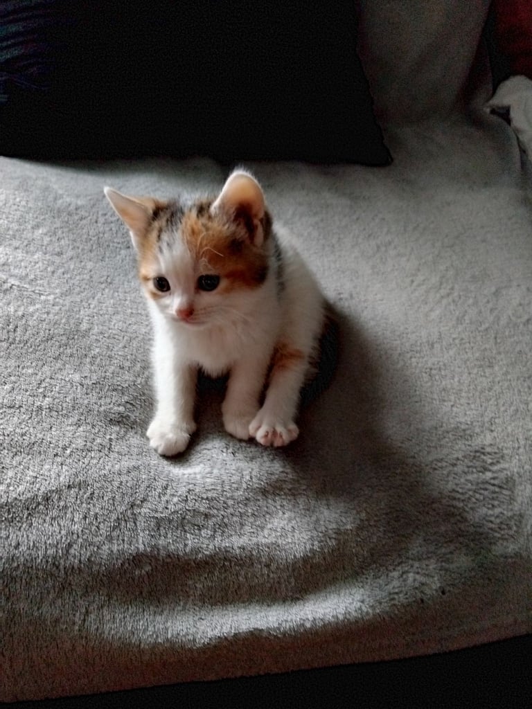 Stunning calico kitten ( boy🩵)