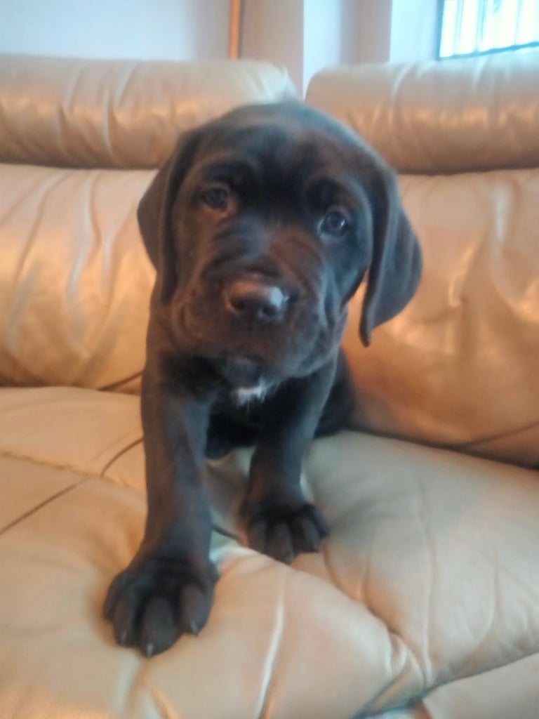 Cane Corso puppies black