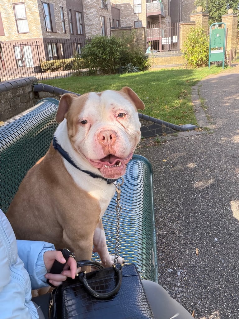image for Akita X Bulldog 