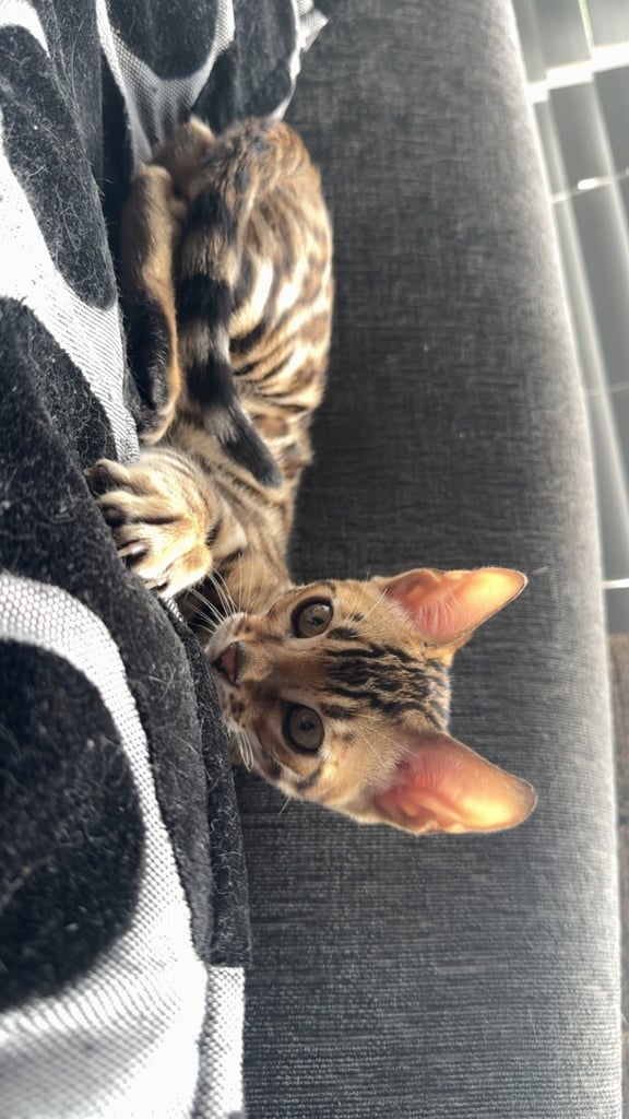 Bengal male (500 reduced pick up today)