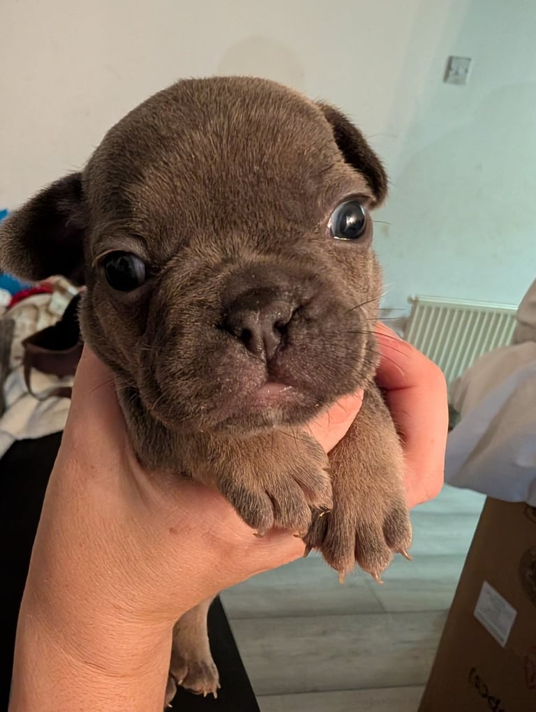 French bulldog puppies 