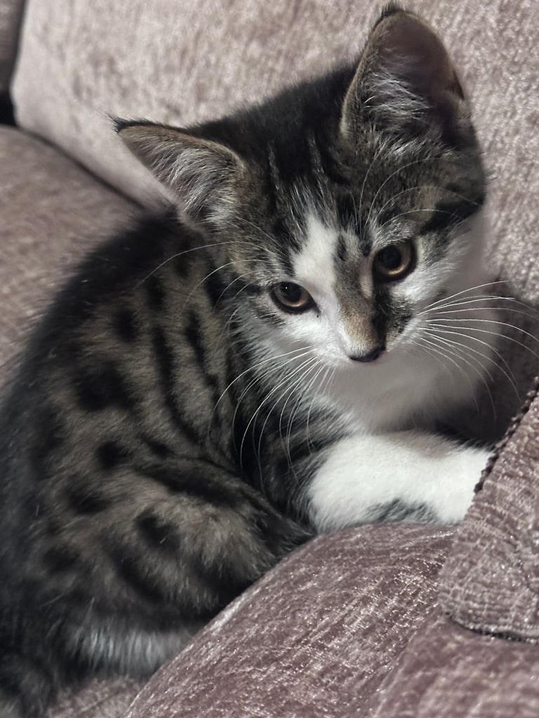 🐾 Adorable 3 male Kittens Ready for Their Forever Homes! 🐾