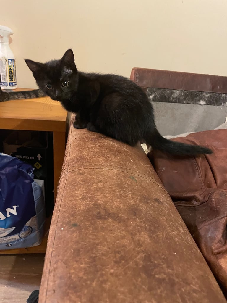 4 beautiful little black kittens looking for a new home