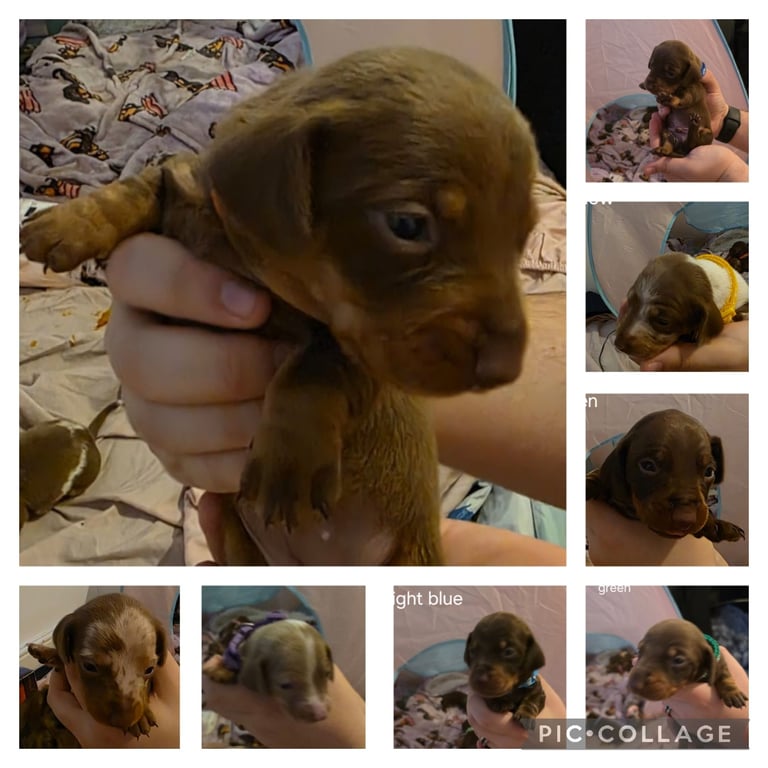 Dachshund Puppies