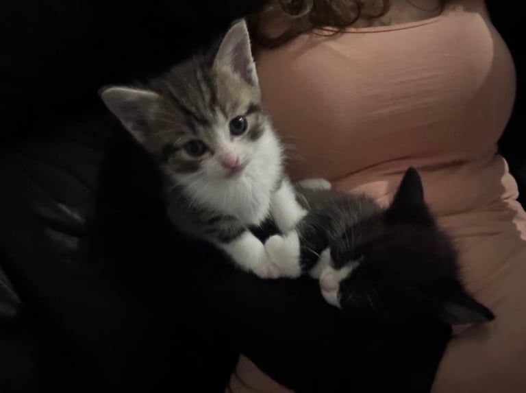 Ragdoll x male 
