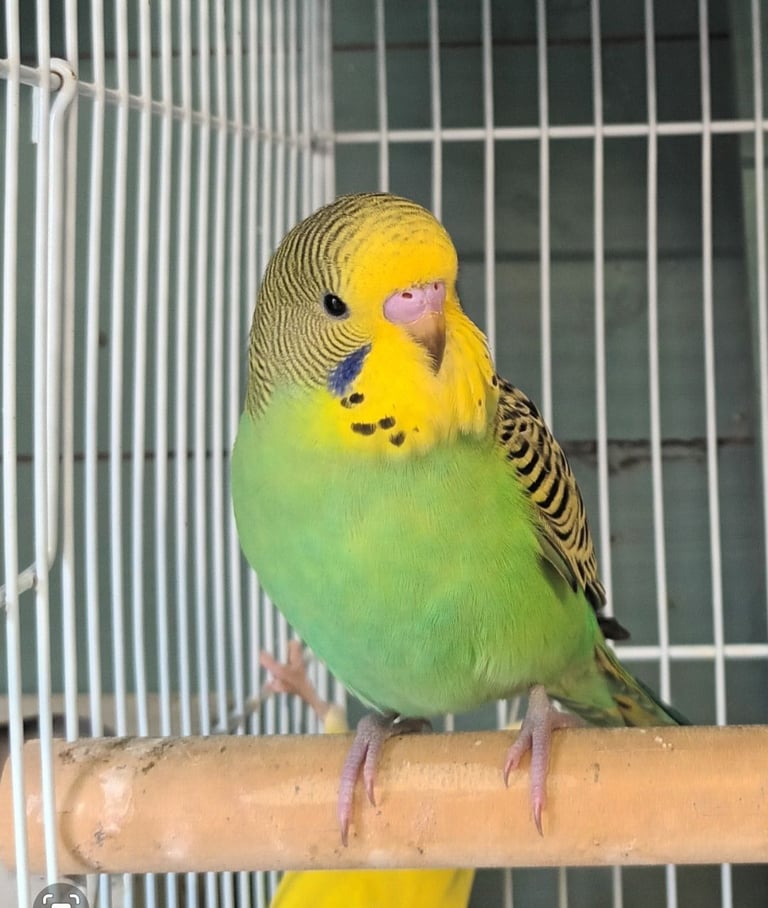 3 beautiful baby budgies