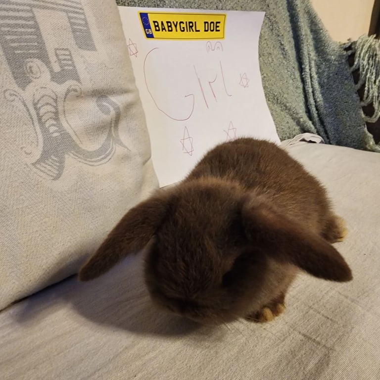Stunning Mini Lops 