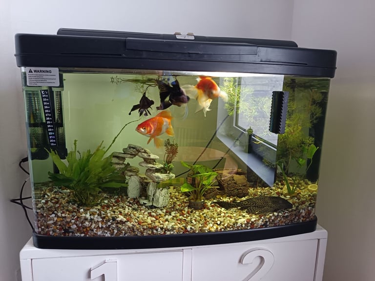 Fish and tank 