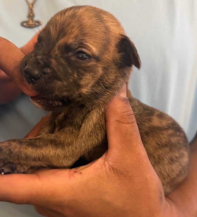 Dutch Herder x American Bully pups