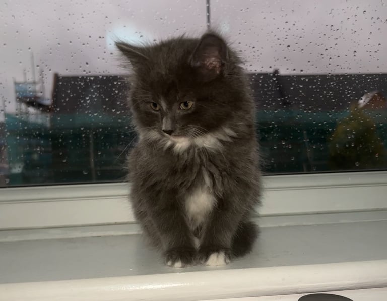 Needs new home asap
