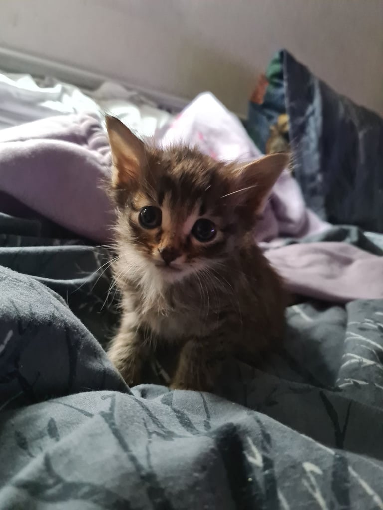 X5 Maine coon x Norwegian forest 