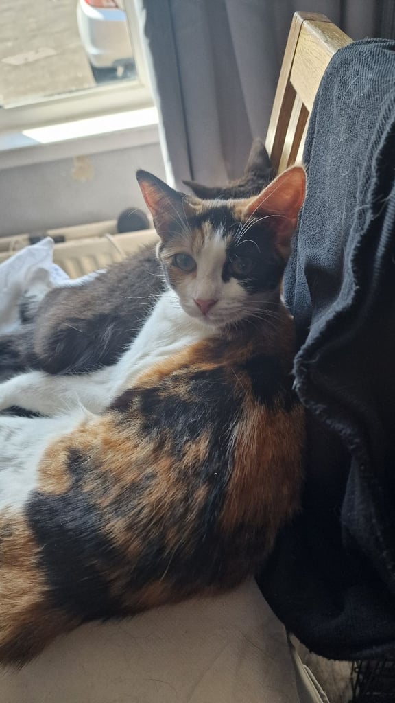 image for Gorgeous older kittens looking for homes