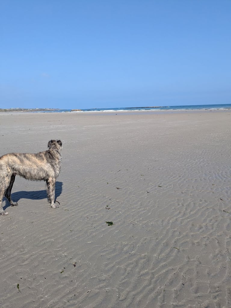 Irish Wolfhound Male