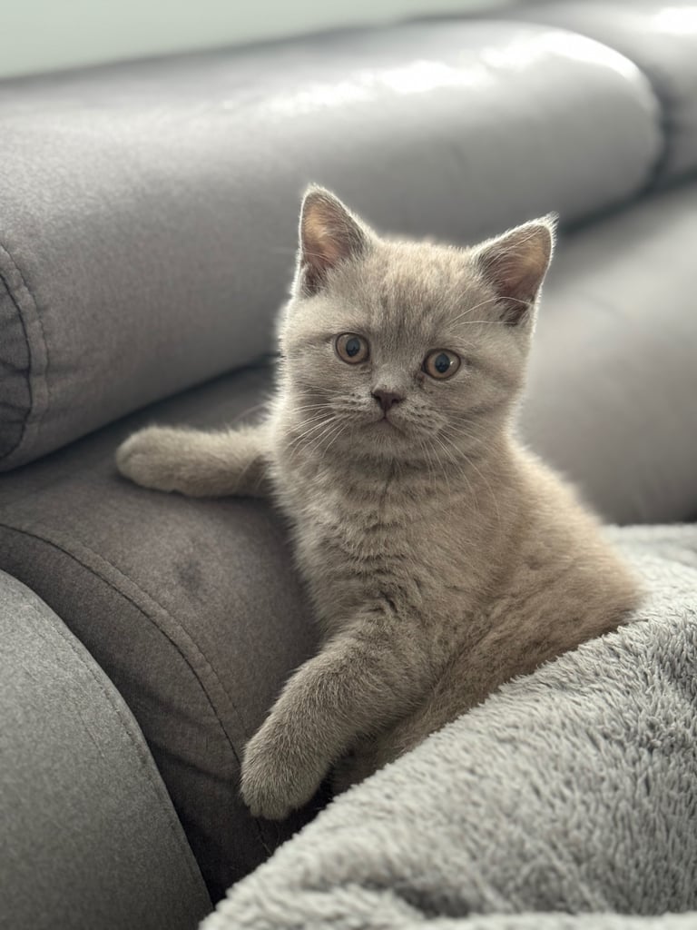 British shorthair kittens 