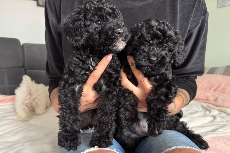 Gorgeous black Maltipoo